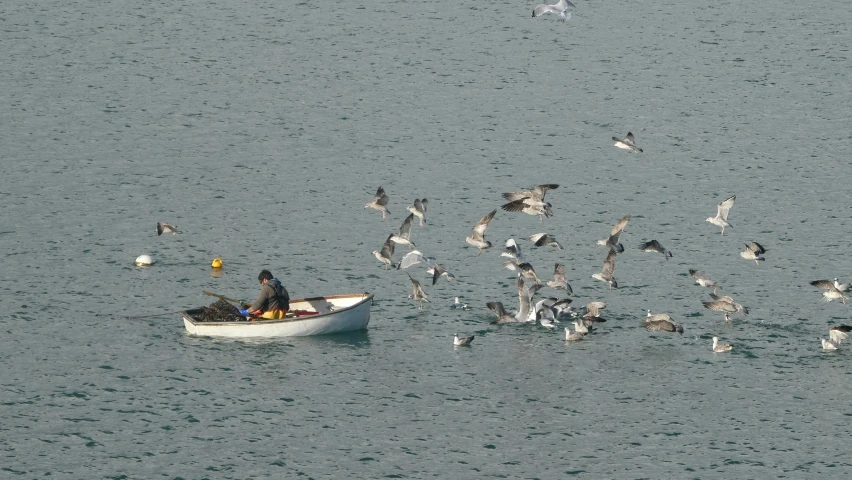 a flock of birds sitting in the water above a boat