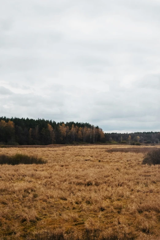 a grassy field with a tree line in the background