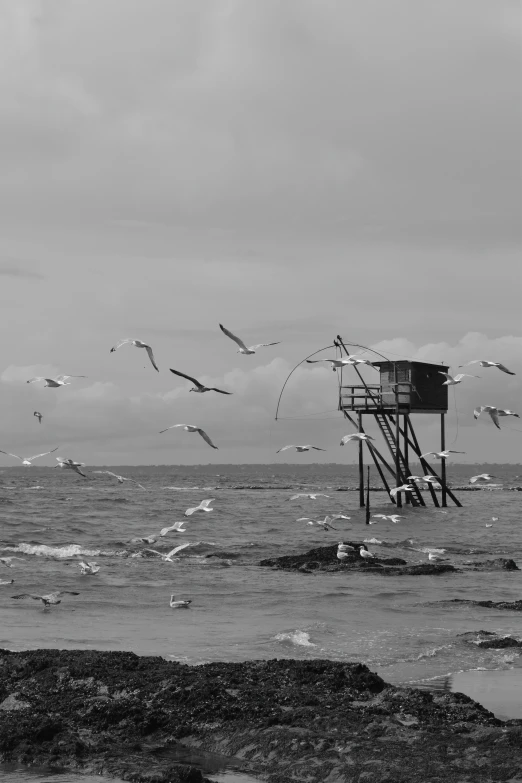 birds flying around a life guard stand in a black and white po