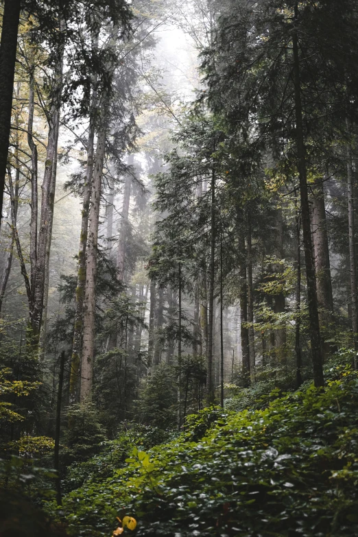 an outdoor view of some trees and a path through the woods