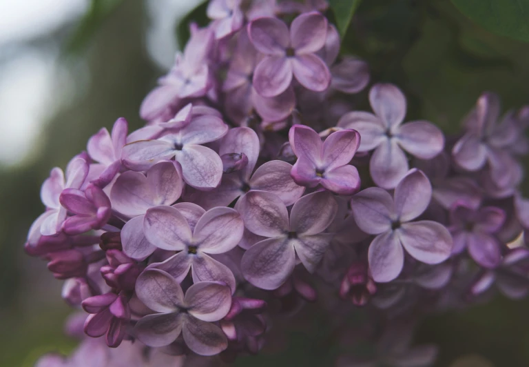 closeup view of purple flowers, showing the pink petals