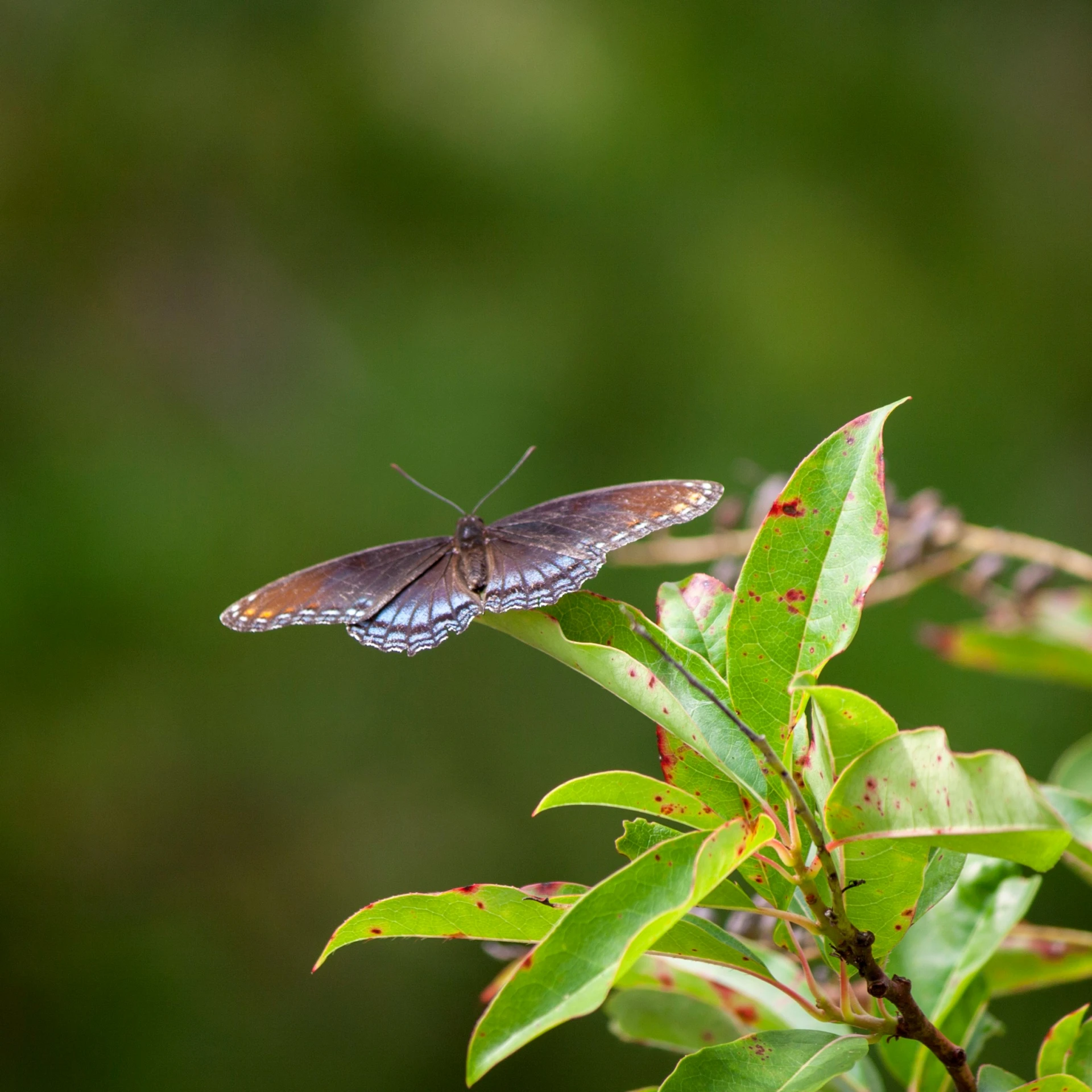 a large erfly sitting on a green leaf