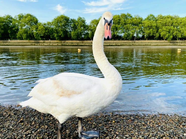 a white swan standing on the shore of a lake
