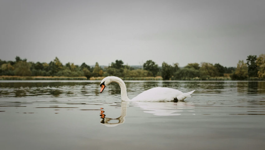 a large swan floating in a lake with trees in the background