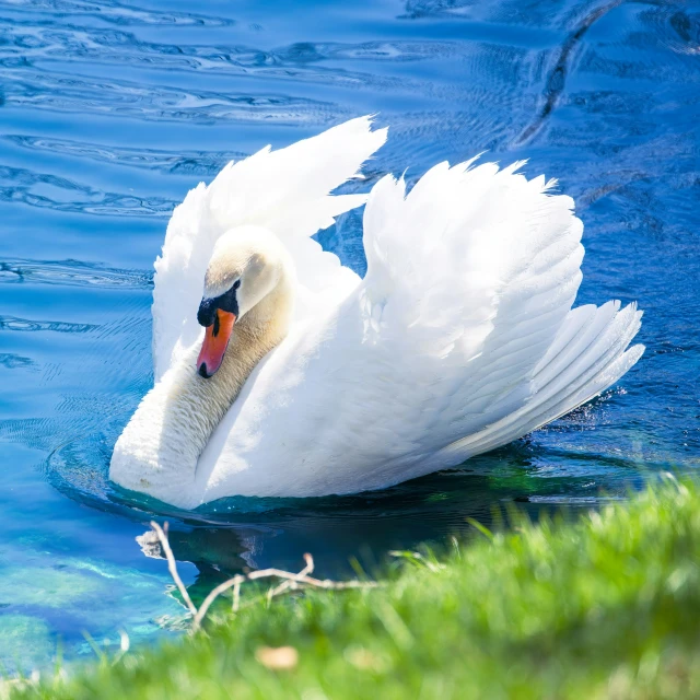 a swan that is sitting in some water