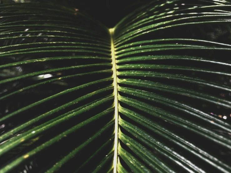 a close up of a green palm leaf