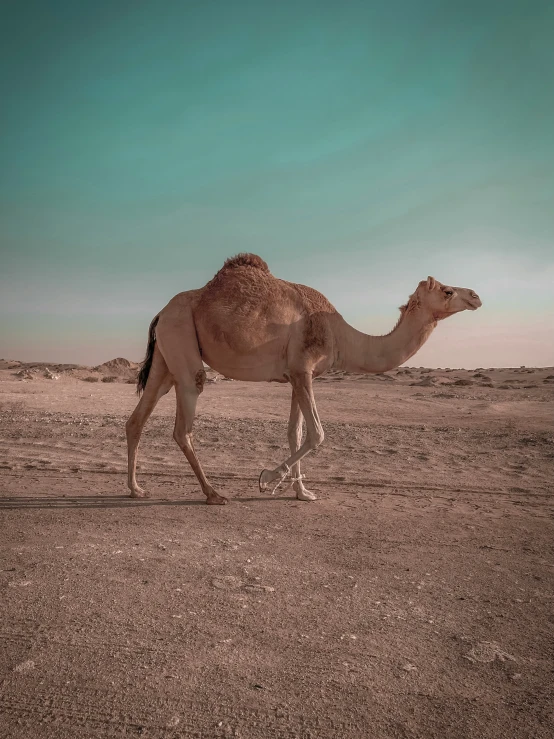 the camel is walking in the desert alone