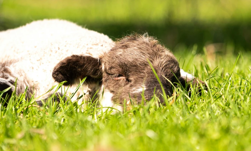 a sheep with brown spots grazing in the green grass