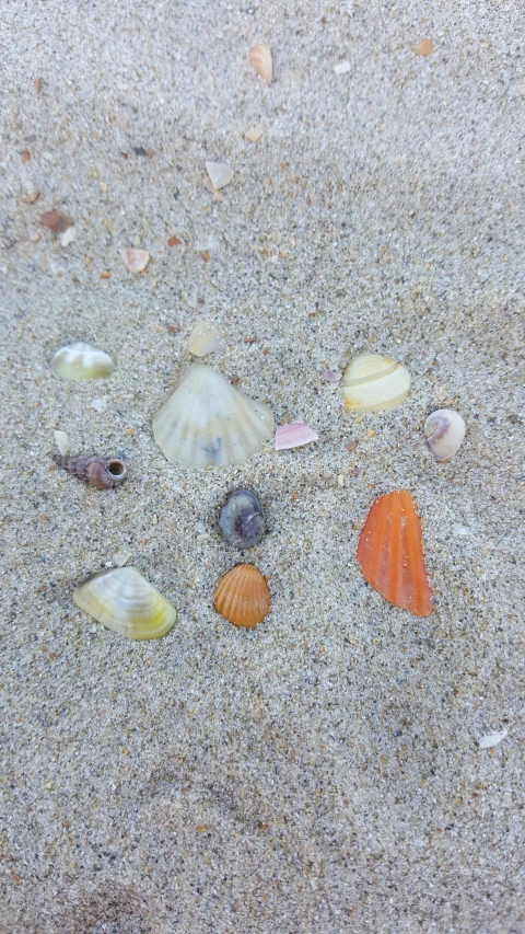 a group of shells sitting in the sand