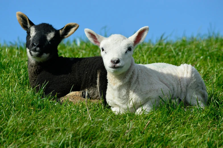 two little lambs sitting in the grass on a sunny day