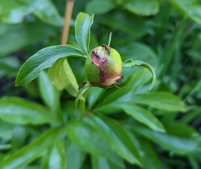 green leaves in the background and an insect on the right side