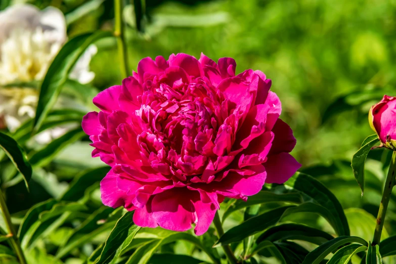 a large pink flower blooming in the middle of a garden