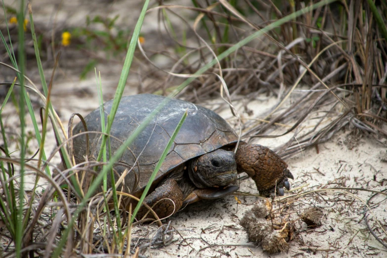 the turtle has the shell slightly out