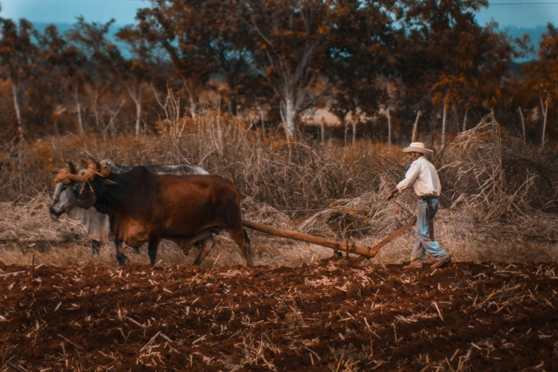 a man standing over a field with a bull and plow