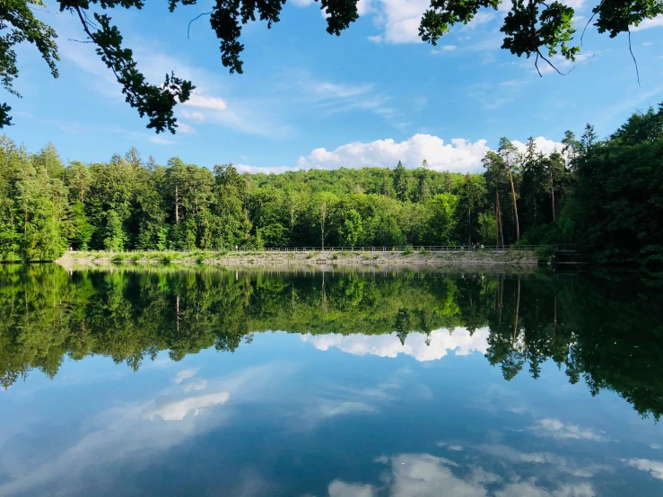 this is an image of the trees surrounding the water