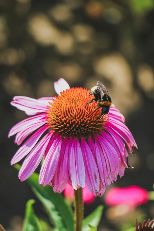 a bee is on top of a flower