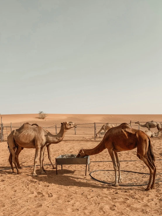 a couple of camels that are eating out of a can