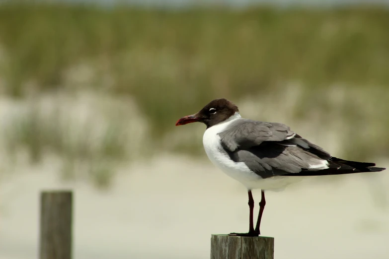 small bird standing on fence post outside with grassy area in background