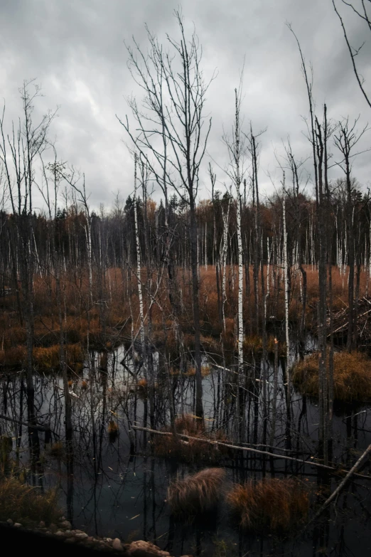 an abandoned pond is surrounded by marsh land