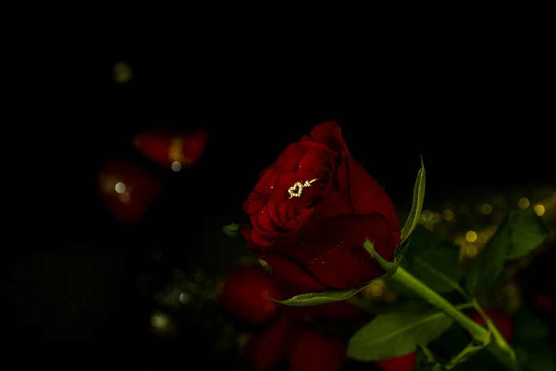 a single rose with some blurry lights in the background