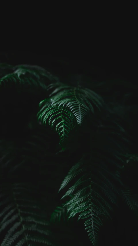 a close up of a very pretty fern leaf