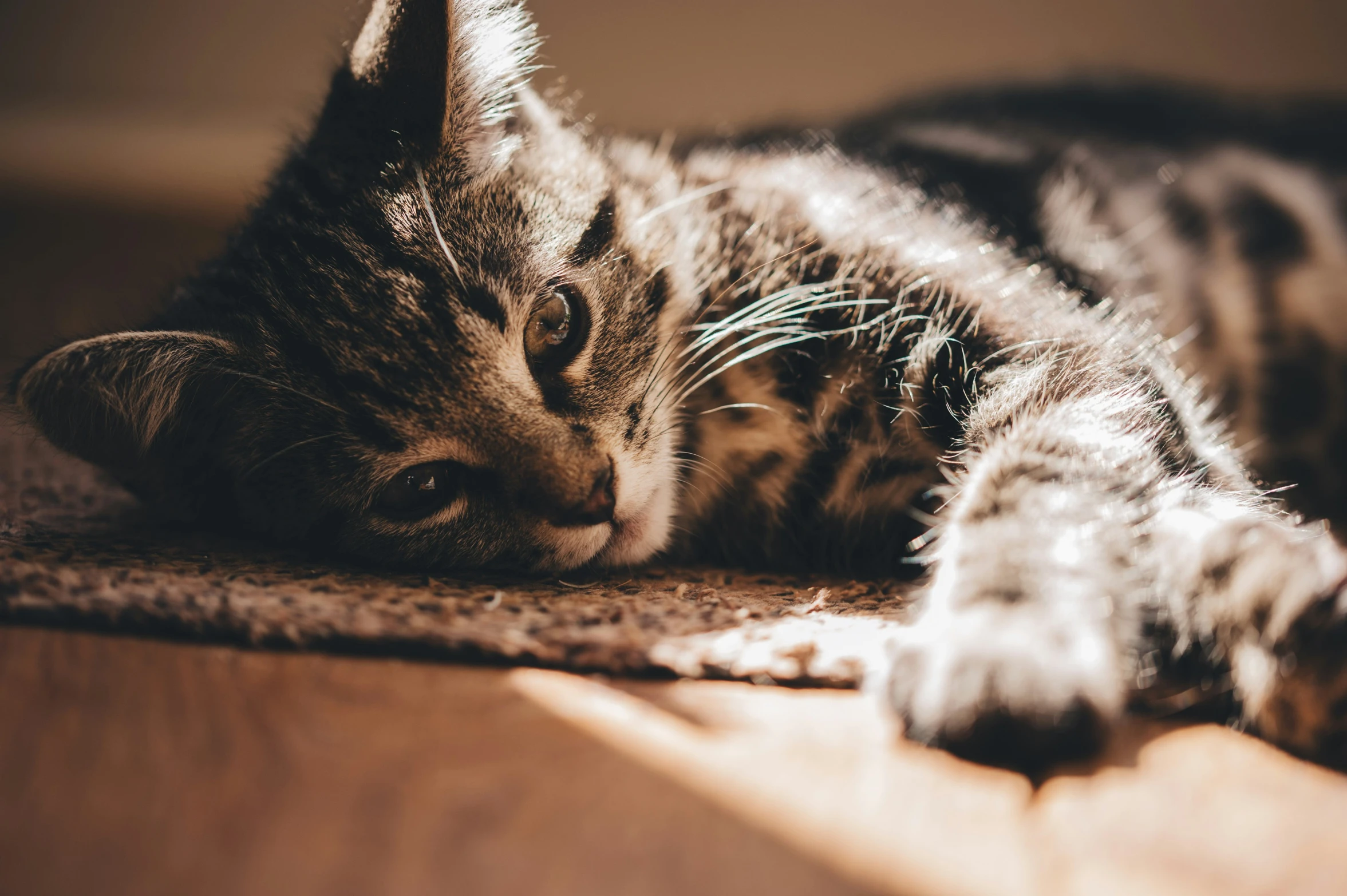 a cat laying on its side with it's paws up