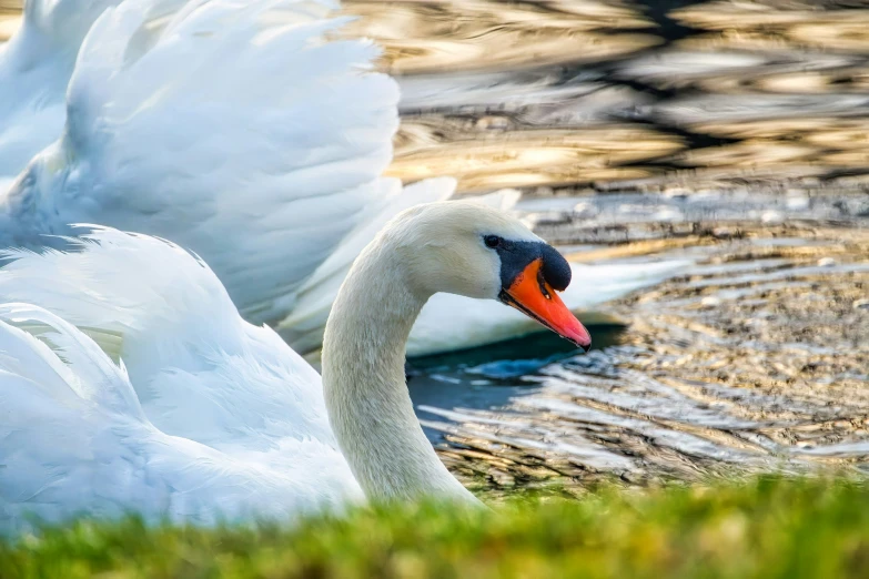 two birds with orange beaks swimming next to each other