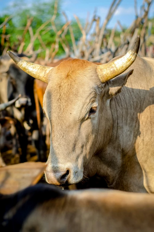 a brown and white bull with huge horns