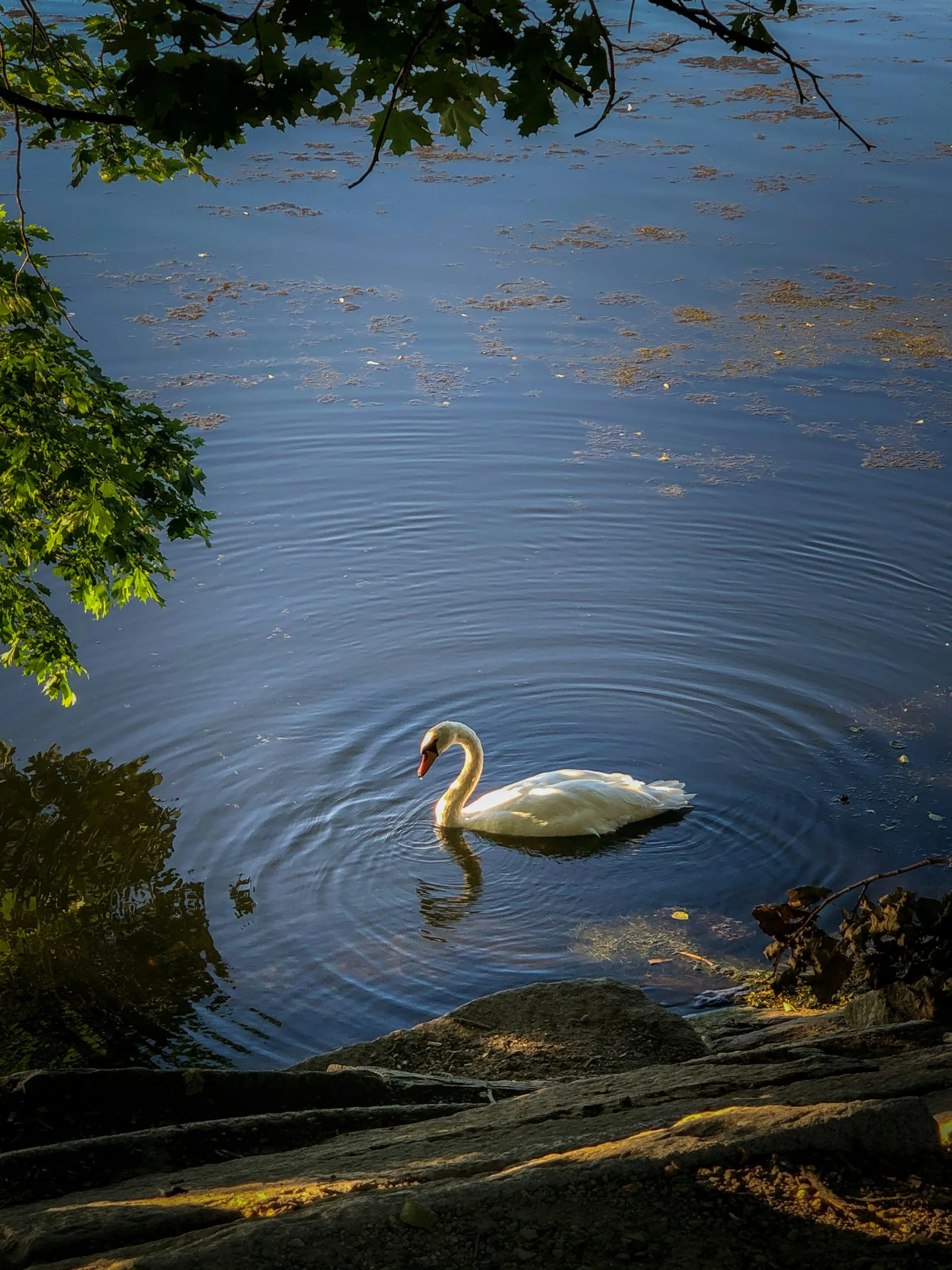 a white duck swimming in the middle of water