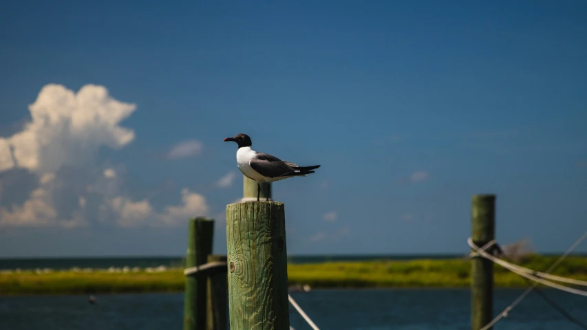 a bird is perched on a wooden pole near the water