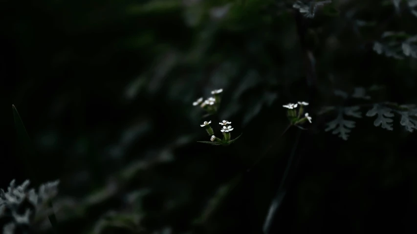 the sunlight shining on leaves and flowers in the dark