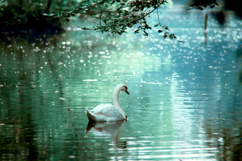 a goose floating on top of water under a tree