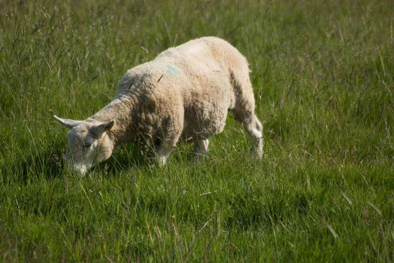 a sheep grazing in tall grass while wearing no fur