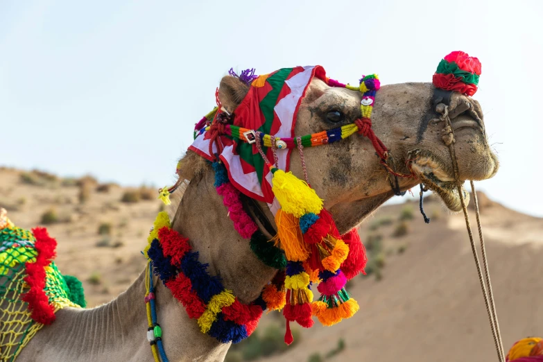 a close up of a camel with decorations on it