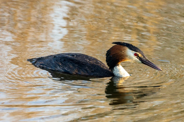 a black and brown bird in some water