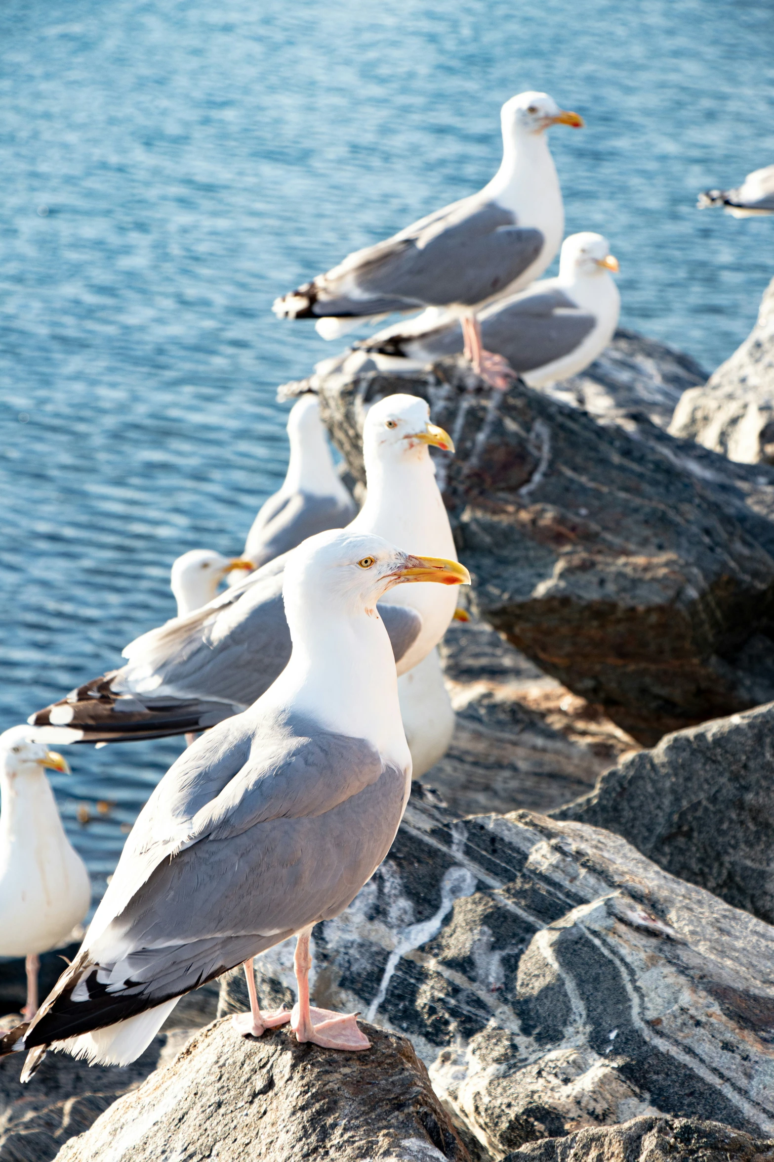 several seagulls sitting together on rocks beside the ocean