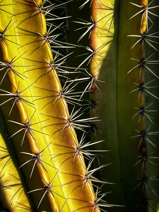 a cactus with bright yellow flowers on it