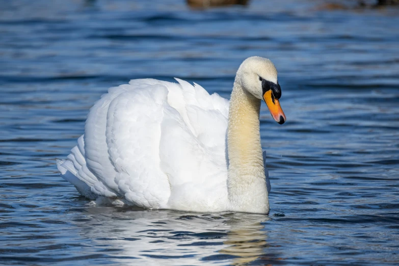 a swan swimming in the water with one foot above the water