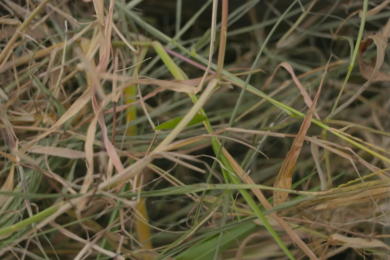 a small bug is walking across the grass