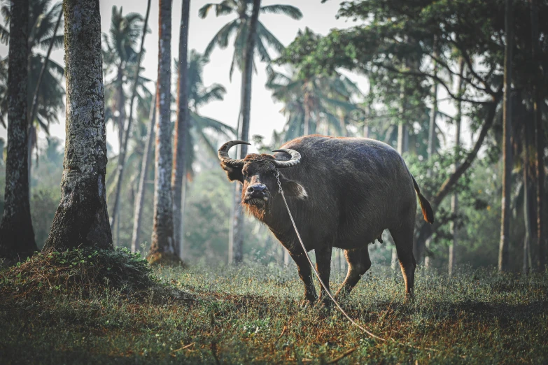 a water buffalo in a field next to some trees