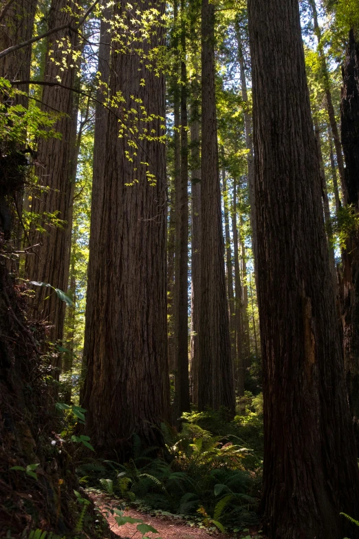 a path is lined up between the trees