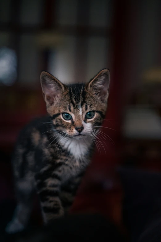 the cat is standing and looking away from the camera