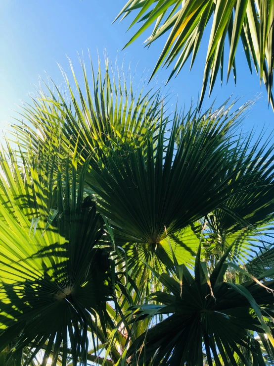 a large palm tree with lots of green leaves