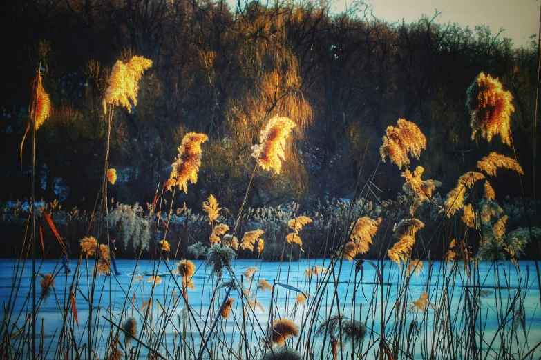 the painting shows yellow grass in the water