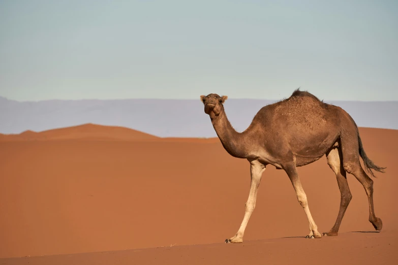 the camel is walking across the sandy desert