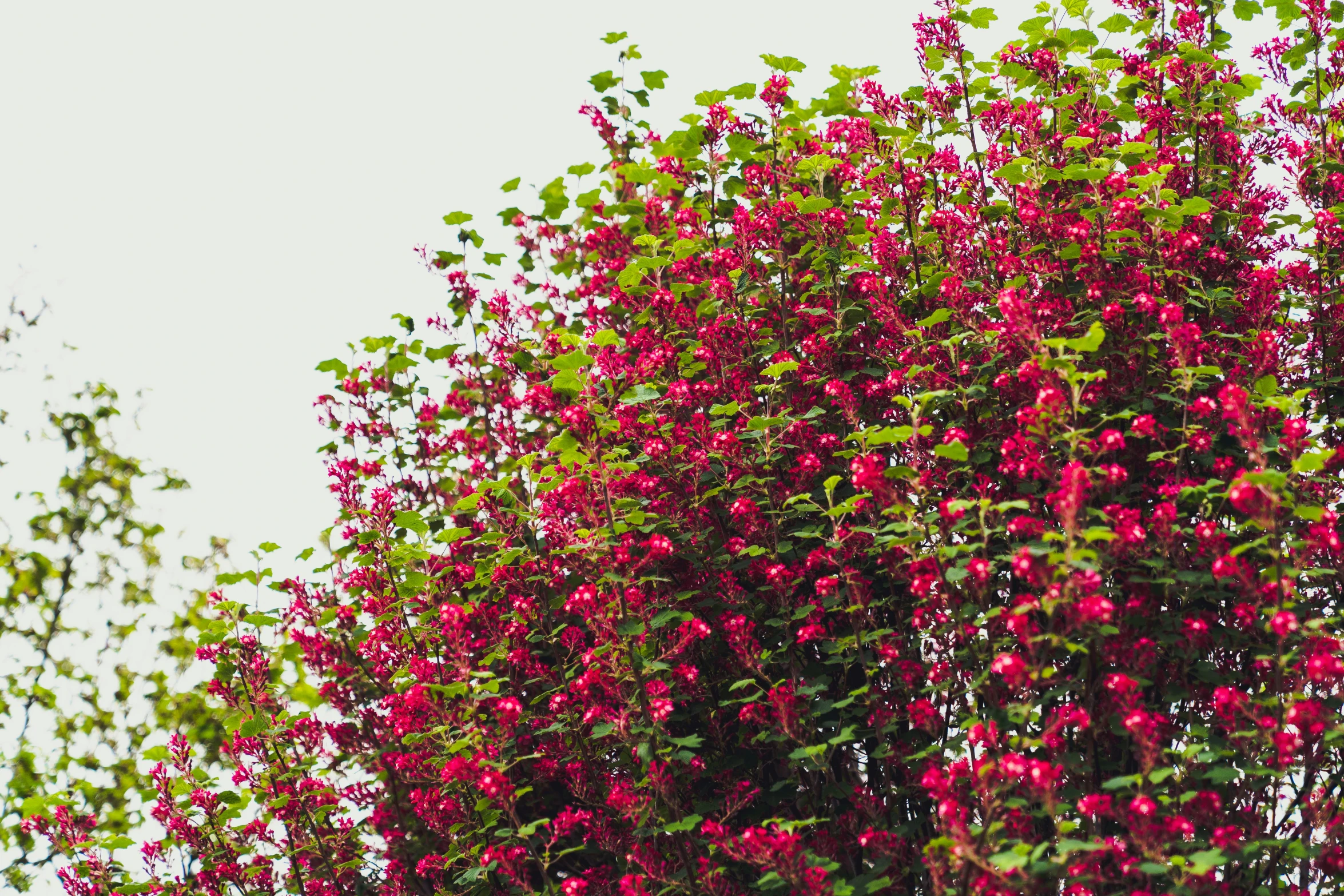 pink flowers growing up out of a tree