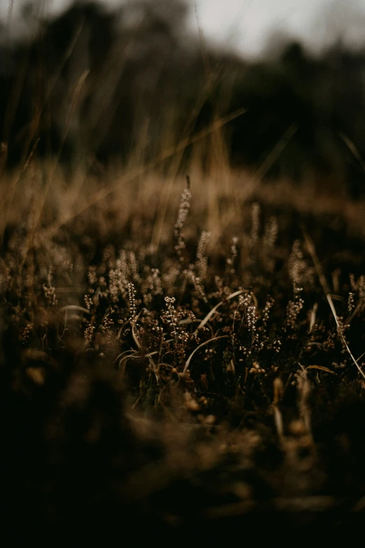 weeds in the grass are blurry by the trees