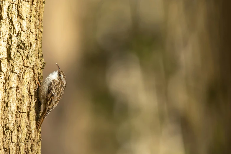 the bird is perched on the side of the tree