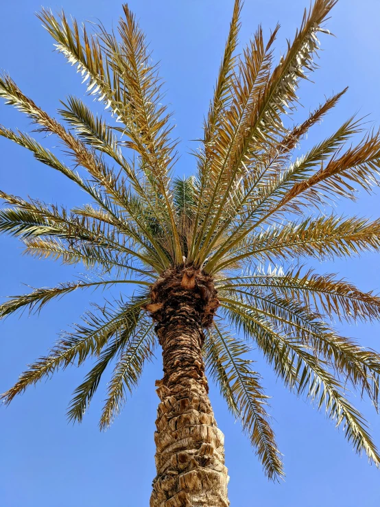 a tree against a blue sky has very tall leaves