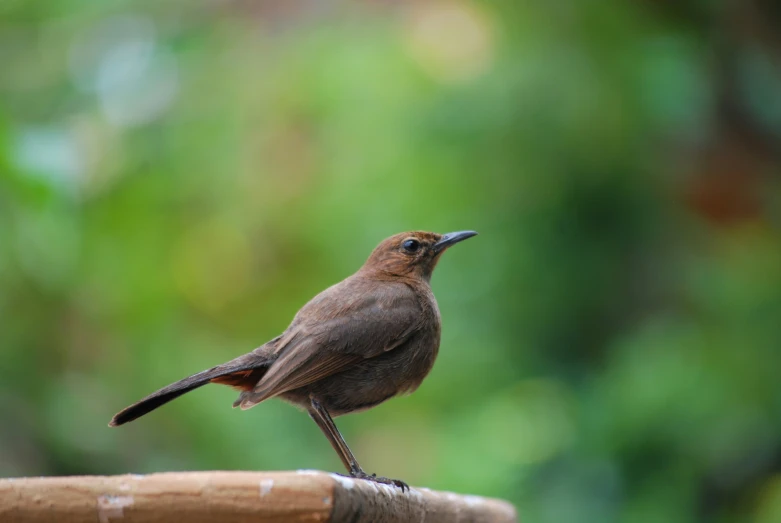 a brown bird with orange spots and long legs sits on a wooden rail